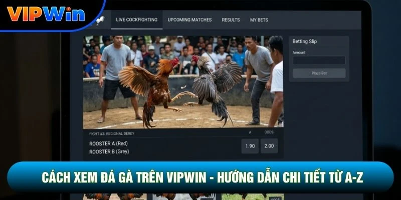 Cách Xem Đá Gà Trên Vipwin - Livestream Full HD Độ Trễ 0,02 Giây 1 Cách Xem Đá Gà Trên Vipwin - Hướng Dẫn Chi Tiết Từ A-Z