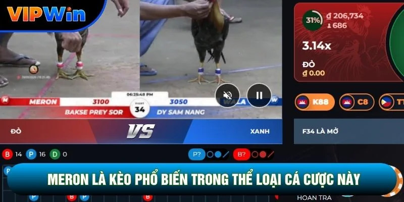 Đá Gà Cựa Dao Vipwin - Trận Chiến Thomo Kết Thúc 2-5 Phút Mỗi Hiệp 4 Meron là kèo phổ biến trong thể loại cá cược này