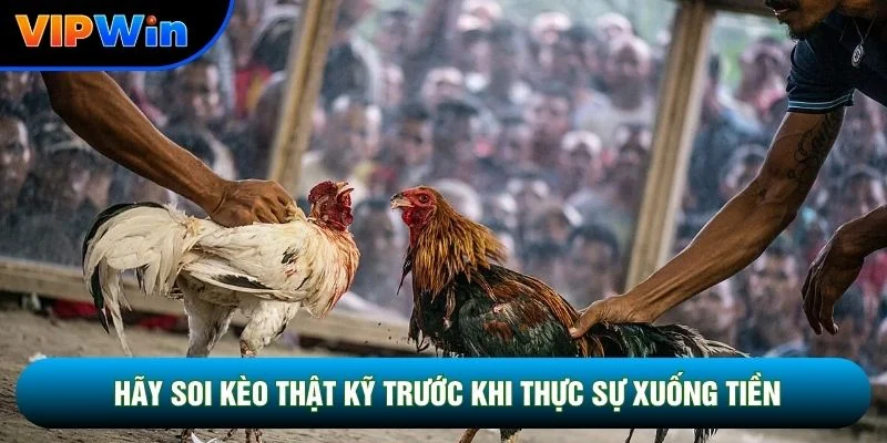 Đá Gà Cựa Sắt Vipwin - Trường Gà Thomo Livestream HD Trực Tiếp 4 Hãy soi kèo thật kỹ trước khi thực sự xuống tiền