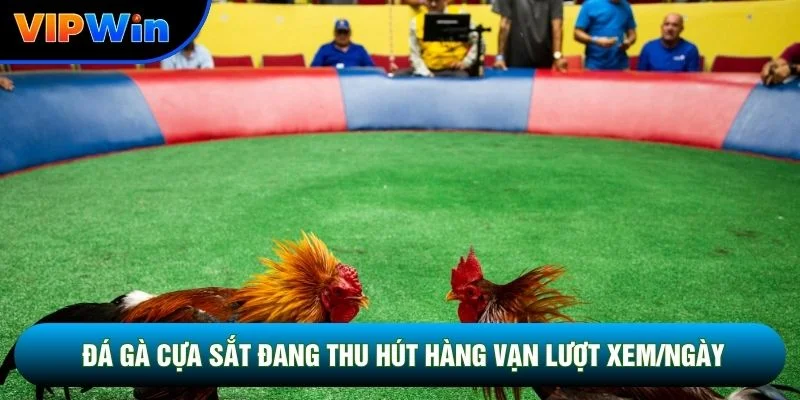 Đá Gà Cựa Sắt Vipwin - Trường Gà Thomo Livestream HD Trực Tiếp 2 Đá gà cựa sắt vipwin đang thu hút hàng vạn lượt xem/ngày