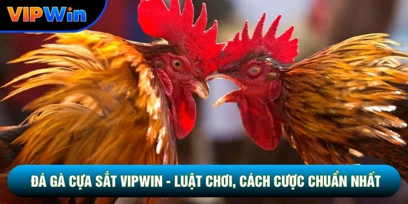 Đá Gà Cựa Sắt Vipwin - Trường Gà Thomo Livestream HD Trực Tiếp 1 Đá Gà Cựa Sắt Vipwin - Luật Chơi, Cách Cược Chuẩn Nhất 2026