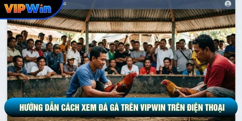 Cách Xem Đá Gà Trên Vipwin - Livestream Full HD Độ Trễ 0,02 Giây 2 Hướng dẫn cách xem đá gà trên vipwin trên điện thoại
