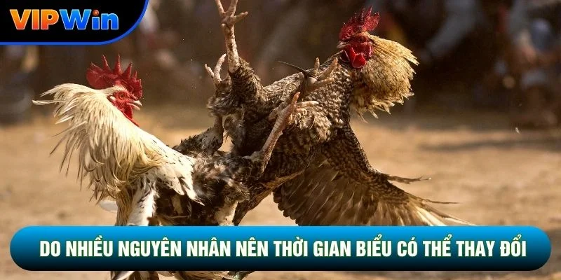 Lịch Đá Gà Vipwin - Cập Nhật 4 Khung Giờ Vàng Mỗi Ngày 5 Do nhiều nguyên nhân nên thời gian biểu có thể thay đổi