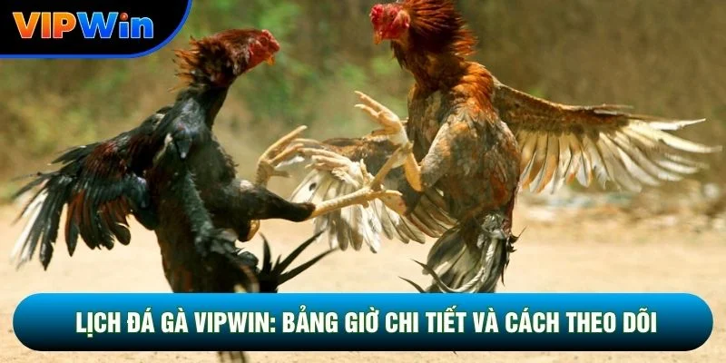 Lịch Đá Gà Vipwin - Cập Nhật 4 Khung Giờ Vàng Mỗi Ngày 1 Lịch Đá Gà Vipwin: Bảng Giờ Chi Tiết Và Cách Theo Dõi Chuẩn
