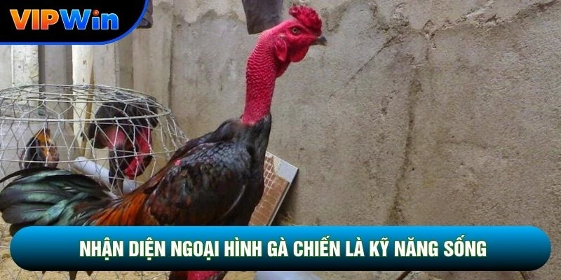 Meron Wala Là Gì Vipwin - Cửa Đỏ 55% Thắng Vs Cửa Xanh 1 Ăn 1.0 4 Nhận diện ngoại hình gà chiến là kỹ năng sống
